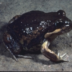 Limnodynastes dumerilii (Eastern Banjo Frog) at Flynn, ACT - 7 Mar 1978 by wombey