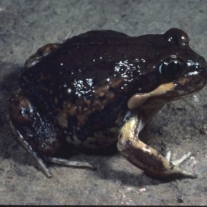 Limnodynastes dumerilii at Flynn, ACT - 8 Mar 1978