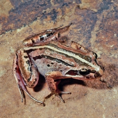 Limnodynastes peronii (Brown-striped Frog) at Charleys Forest, NSW - 15 Jan 1977 by wombey