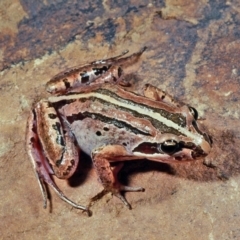 Limnodynastes peronii (Brown-striped Frog) at Mongarlowe River - 14 Jan 1977 by wombey