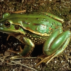 Litoria castanea (Yellow-spotted Tree Frog, Yellow-spotted Bell Frog) at Mount Clear, ACT - 17 Feb 1980 by wombey