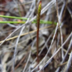 Corunastylis clivicola (Rufous midge orchid) at Mount Painter - 26 Jan 2016 by CathB