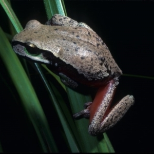 Litoria citropa at Yambulla, NSW - 28 Nov 1977