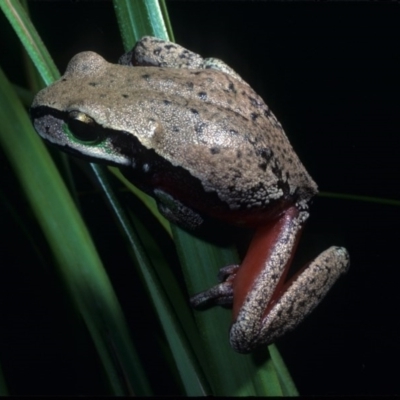 Litoria citropa (Blue Mountains Tree Frog) at Yambulla, NSW - 27 Nov 1977 by wombey