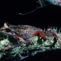 Litoria watsoni (Heath Frog) at Badja State Forest - 16 Mar 1976 by wombey