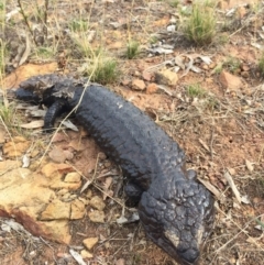 Tiliqua rugosa (Shingleback Lizard) at Mount Majura - 26 Jan 2016 by AaronClausen