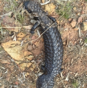 Tiliqua rugosa at Canberra Central, ACT - 26 Jan 2016