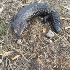 Tiliqua rugosa at Canberra Central, ACT - 26 Jan 2016