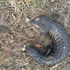 Tiliqua rugosa at Canberra Central, ACT - 26 Jan 2016