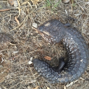 Tiliqua rugosa at Canberra Central, ACT - 26 Jan 2016