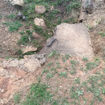 Egernia cunninghami (Cunningham's Skink) at Mount Majura - 26 Jan 2016 by AaronClausen