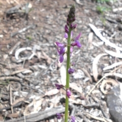 Oxytes brachypoda (Large Tick-trefoil) at Mount Ainslie - 26 Jan 2016 by SilkeSma