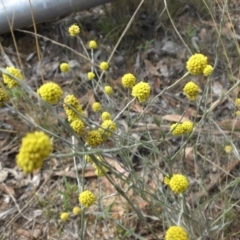 Calocephalus citreus (Lemon Beauty Heads) at Majura, ACT - 26 Jan 2016 by SilkeSma