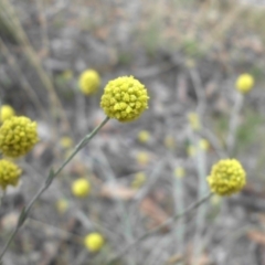 Calocephalus citreus at Majura, ACT - 26 Jan 2016