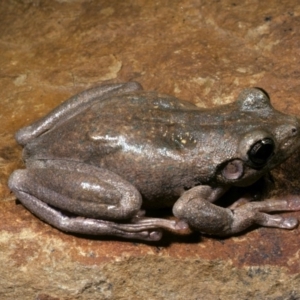 Litoria peronii at Gungahlin, ACT - 15 Dec 1976