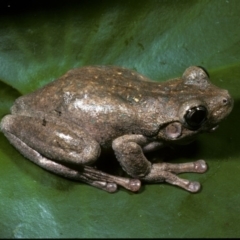 Litoria peronii at Gungahlin, ACT - 15 Dec 1976