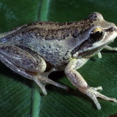 Litoria verreauxii verreauxii (Whistling Tree-frog) at Mount Darragh, NSW - 16 Dec 1979 by wombey