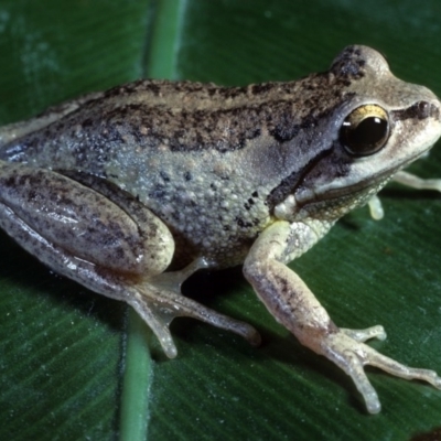 Litoria verreauxii verreauxii (Whistling Tree-frog) at Mount Darragh, NSW - 15 Dec 1979 by wombey