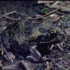 Neobatrachus sudellae (Sudell's Frog or Common Spadefoot) at Macgregor, ACT - 6 Sep 1978 by wombey