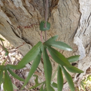 Passiflora caerulea at Isaacs, ACT - 26 Jan 2016