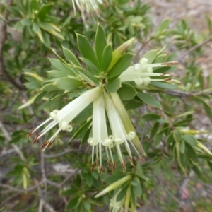 Styphelia triflora at Wanniassa Hill - 26 Jan 2016