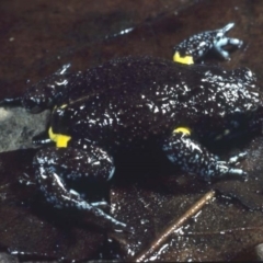 Pseudophryne bibronii (Brown Toadlet) at Namadgi National Park - 17 Mar 1978 by wombey