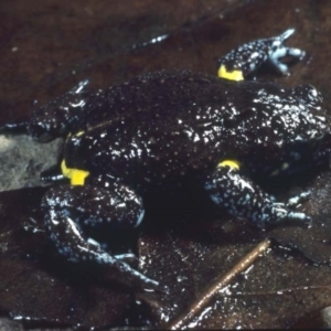 Pseudophryne bibronii at Cotter River, ACT - 18 Mar 1978