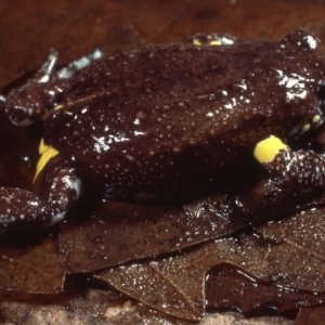 Pseudophryne bibronii at Cotter River, ACT - 18 Mar 1978