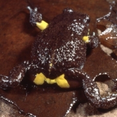 Pseudophryne bibronii at Cotter River, ACT - 18 Mar 1978