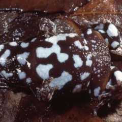 Pseudophryne bibronii at Cotter River, ACT - 18 Mar 1978