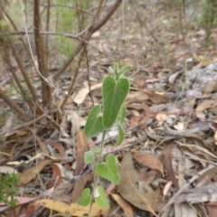 Oxypetalum coeruleum (Tweedia or Southern Star) at Wanniassa Hill - 26 Jan 2016 by Mike