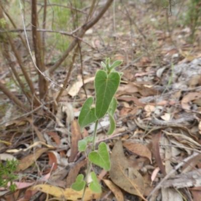 Oxypetalum coeruleum (Tweedia or Southern Star) at Wanniassa Hill - 26 Jan 2016 by Mike