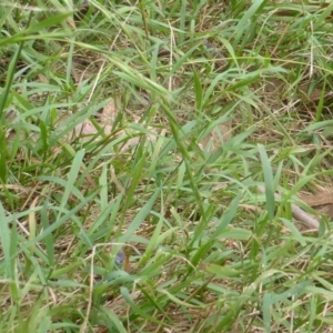 Microlaena stipoides at Wanniassa Hill - 26 Jan 2016 06:17 PM