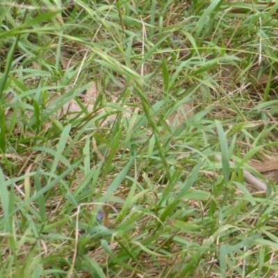 Microlaena stipoides (Weeping Grass) at Wanniassa Hill - 26 Jan 2016 by Mike