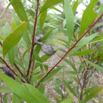 Hakea salicifolia (Willow-leaved Hakea) at Jerrabomberra, ACT - 26 Jan 2016 by Mike