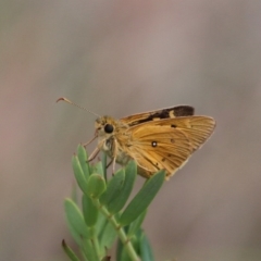 Trapezites eliena (Orange Ochre) at Cotter River, ACT - 7 Jan 2016 by SuziBond