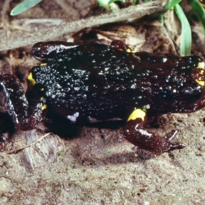 Pseudophryne dendyi (Southern Toadlet) at Kosciuszko National Park - 14 Jan 1980 by wombey