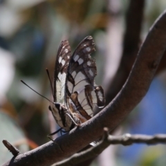 Charaxes sempronius (Tailed Emperor) at Canberra Central, ACT - 18 Jan 2016 by SuziBond