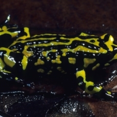 Pseudophryne pengilleyi (Northern Corroboree Frog) at Cotter River, ACT - 17 Mar 1978 by wombey