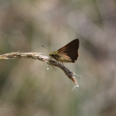 Timoconia flammeata (Bright Shield-skipper) at Bimberi Nature Reserve - 12 Jan 2016 by SuziBond