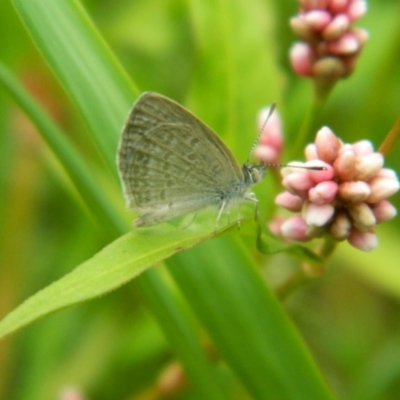 Zizina otis (Common Grass-Blue) at Greenway, ACT - 26 Jan 2016 by RyuCallaway