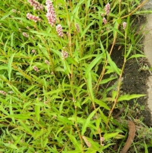 Persicaria lapathifolia at Greenway, ACT - 26 Jan 2016