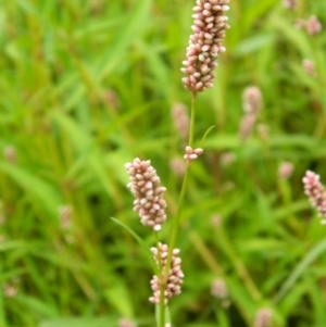 Persicaria lapathifolia at Greenway, ACT - 26 Jan 2016