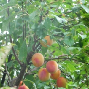 Prunus domestica at Paddys River, ACT - 27 Jan 2016