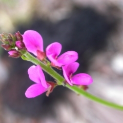 Oxytes brachypoda (Large Tick-trefoil) at Hackett, ACT - 26 Jan 2016 by waltraud