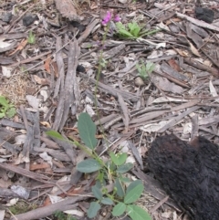 Oxytes brachypoda at Hackett, ACT - 26 Jan 2016