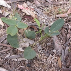 Oxytes brachypoda at Hackett, ACT - 26 Jan 2016