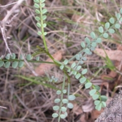 Indigofera adesmiifolia (Tick Indigo) at Hackett, ACT - 25 Jan 2016 by waltraud