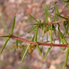 Acacia ulicifolia (Prickly Moses) at Hackett, ACT - 25 Jan 2016 by waltraud