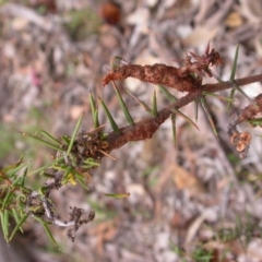 Acacia ulicifolia at Hackett, ACT - 26 Jan 2016